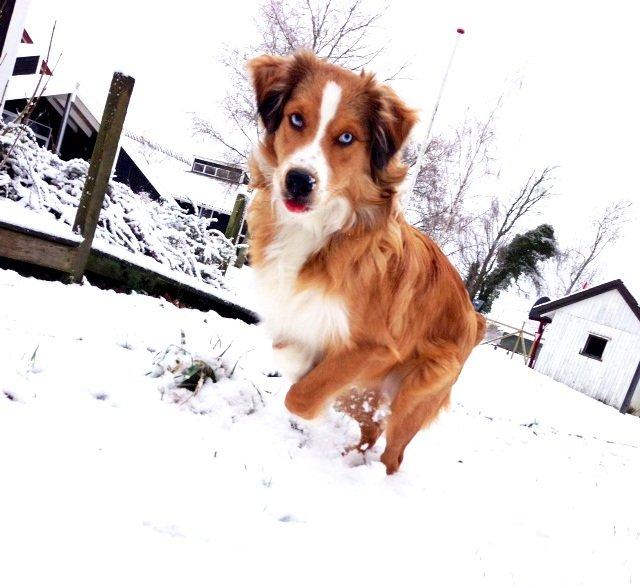 Blanding af racer Monty billede 14