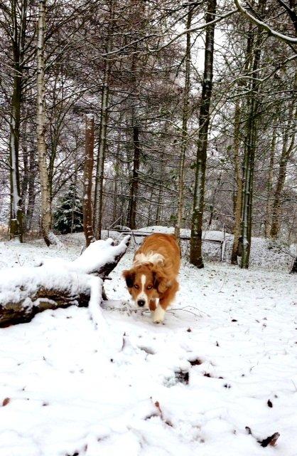 Blanding af racer Monty billede 15