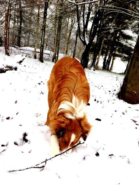 Blanding af racer Monty billede 16