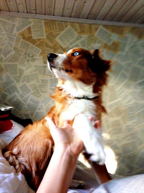 Blanding af racer Monty billede 17