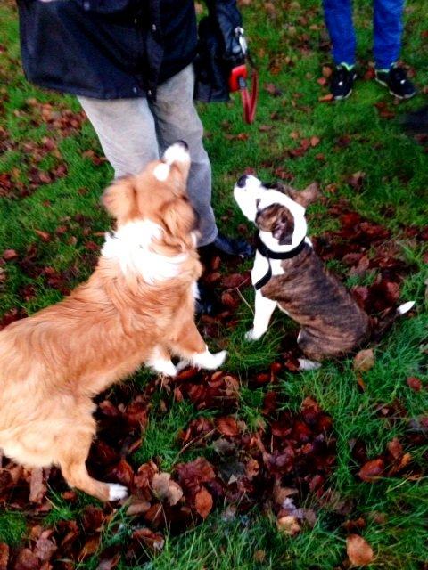 Blanding af racer Monty billede 18