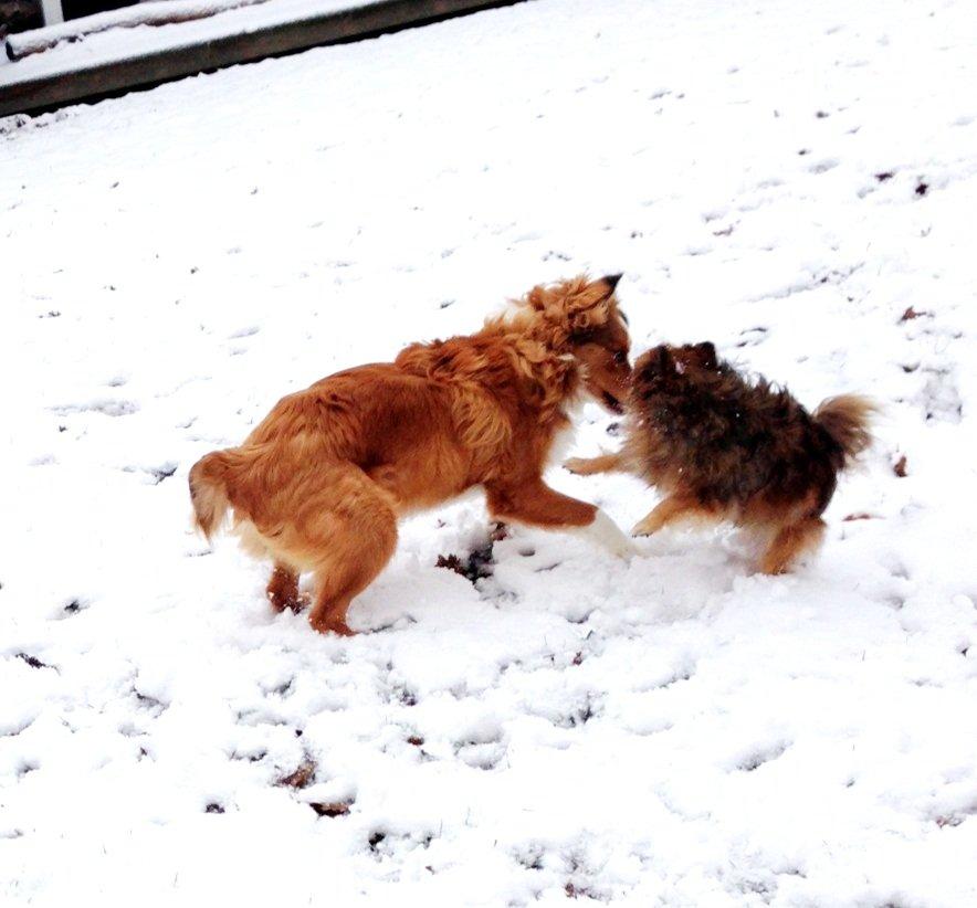 Blanding af racer Monty billede 19