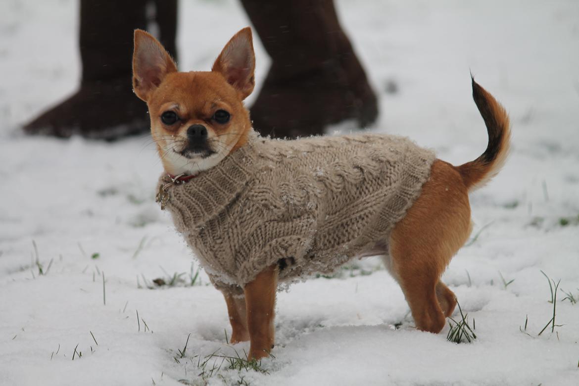 Chihuahua Chihuanas Flush of Hearts - Momo - 5 dec 2012 billede 36