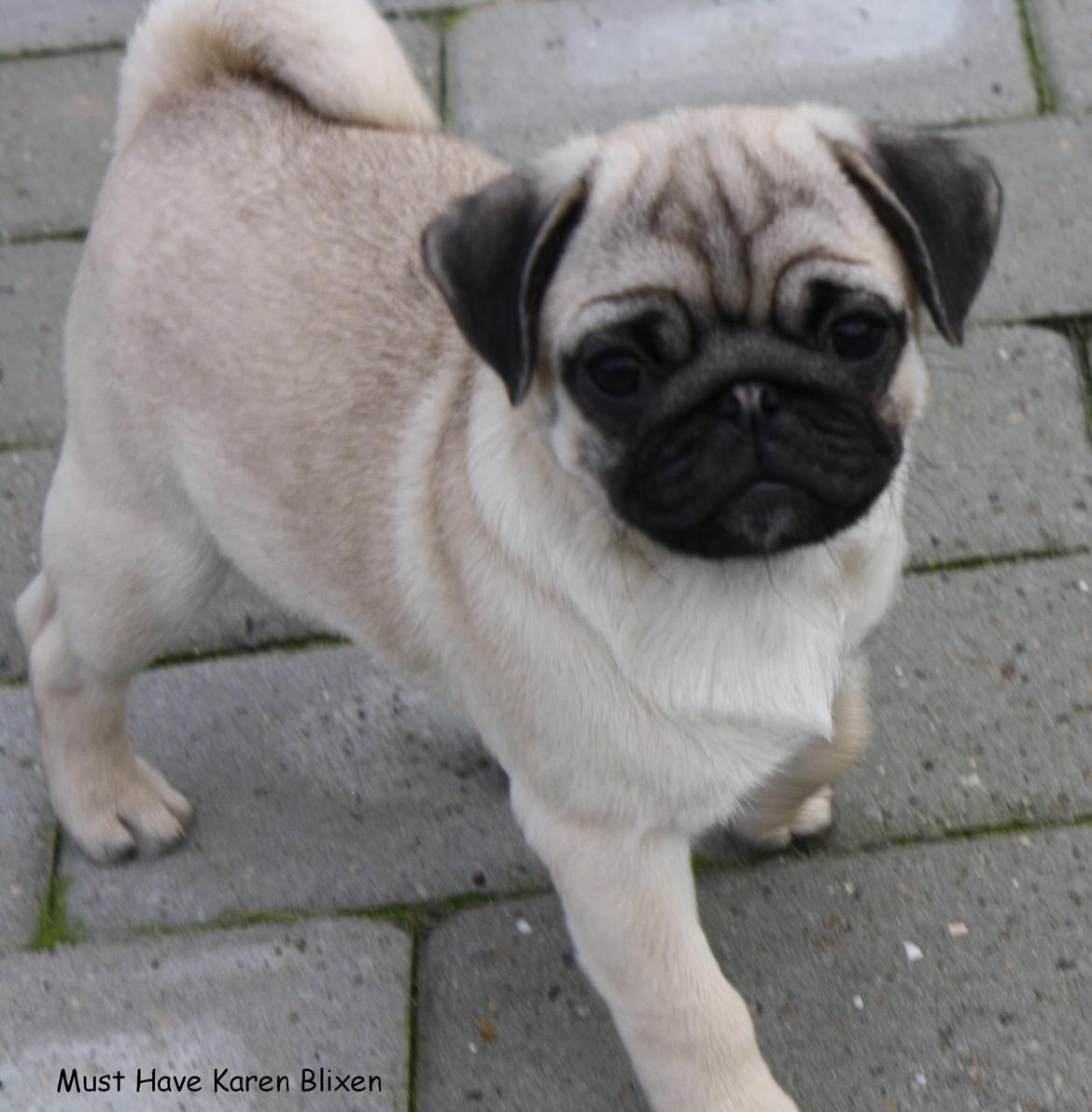 Mops Must Have Karen Blixen billede 1
