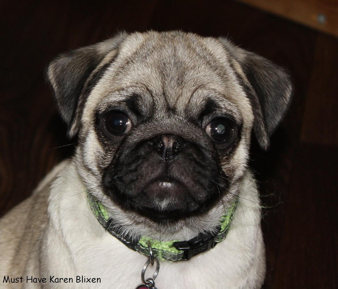 Mops Must Have Karen Blixen billede 6