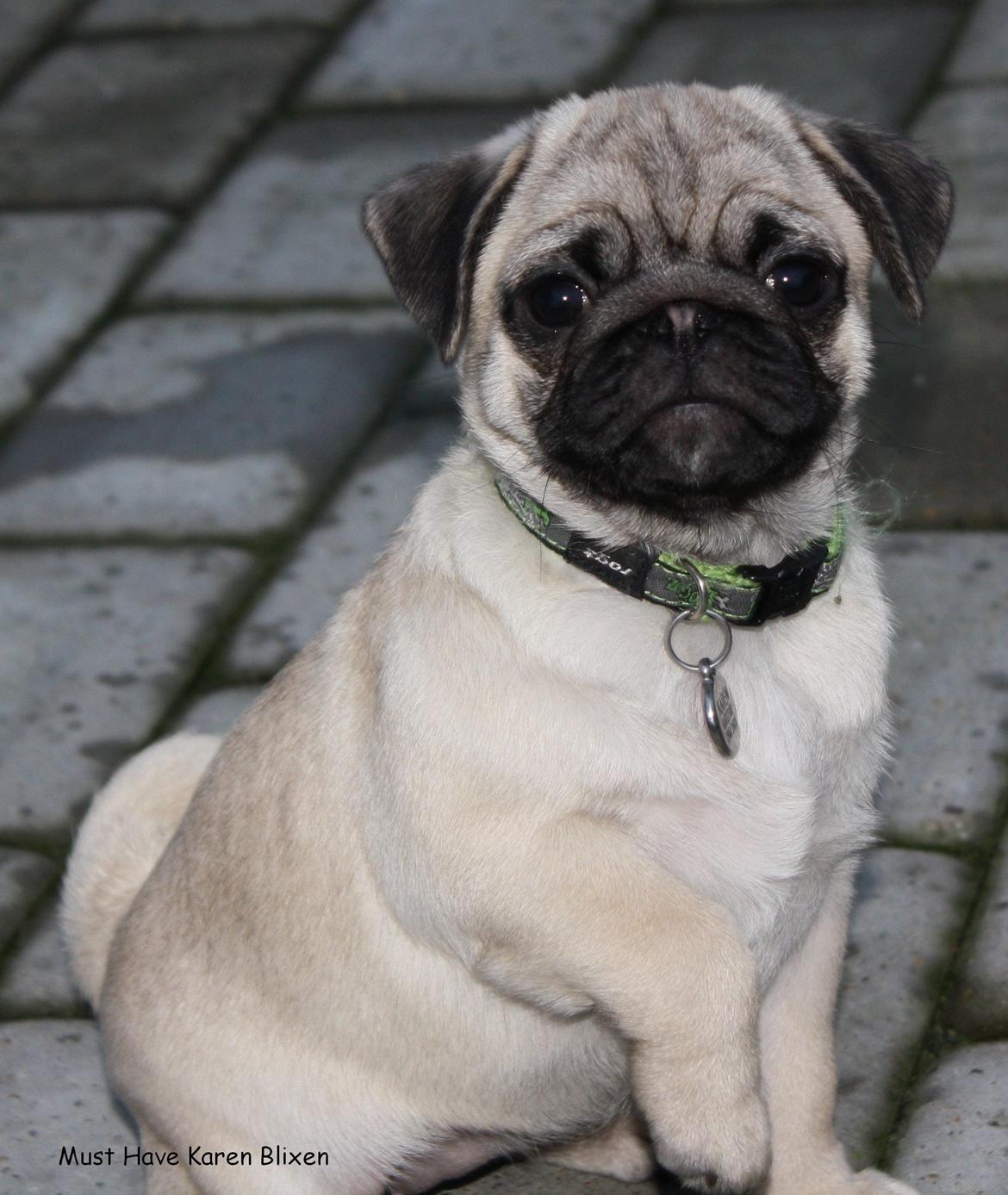 Mops Must Have Karen Blixen - 10 uger billede 7