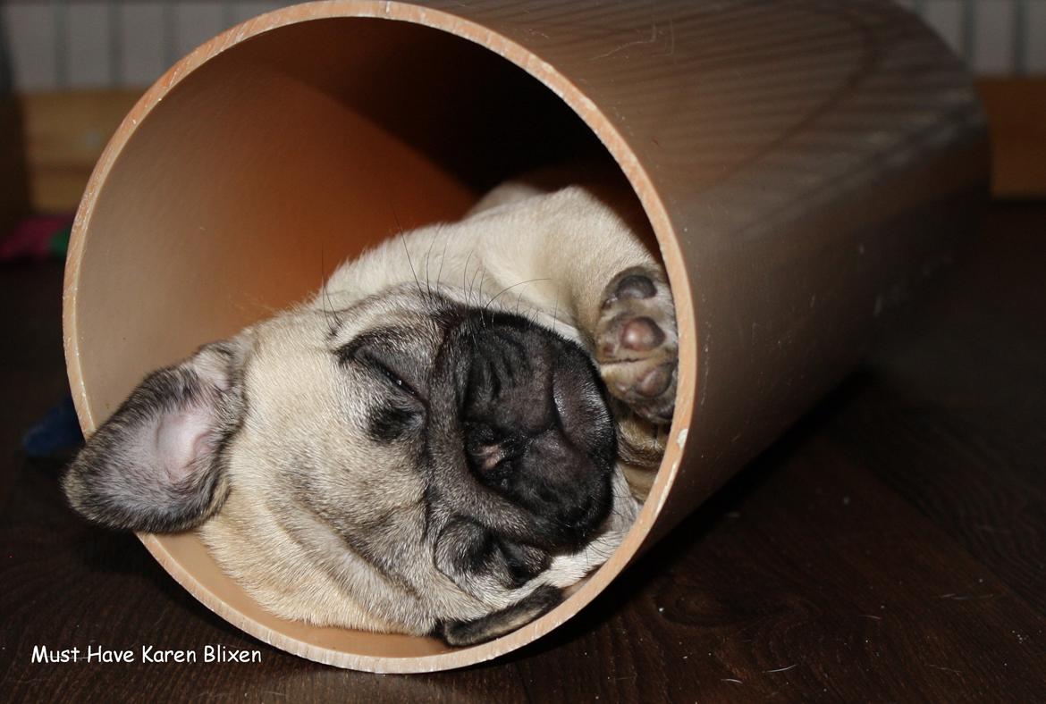 Mops Must Have Karen Blixen billede 10