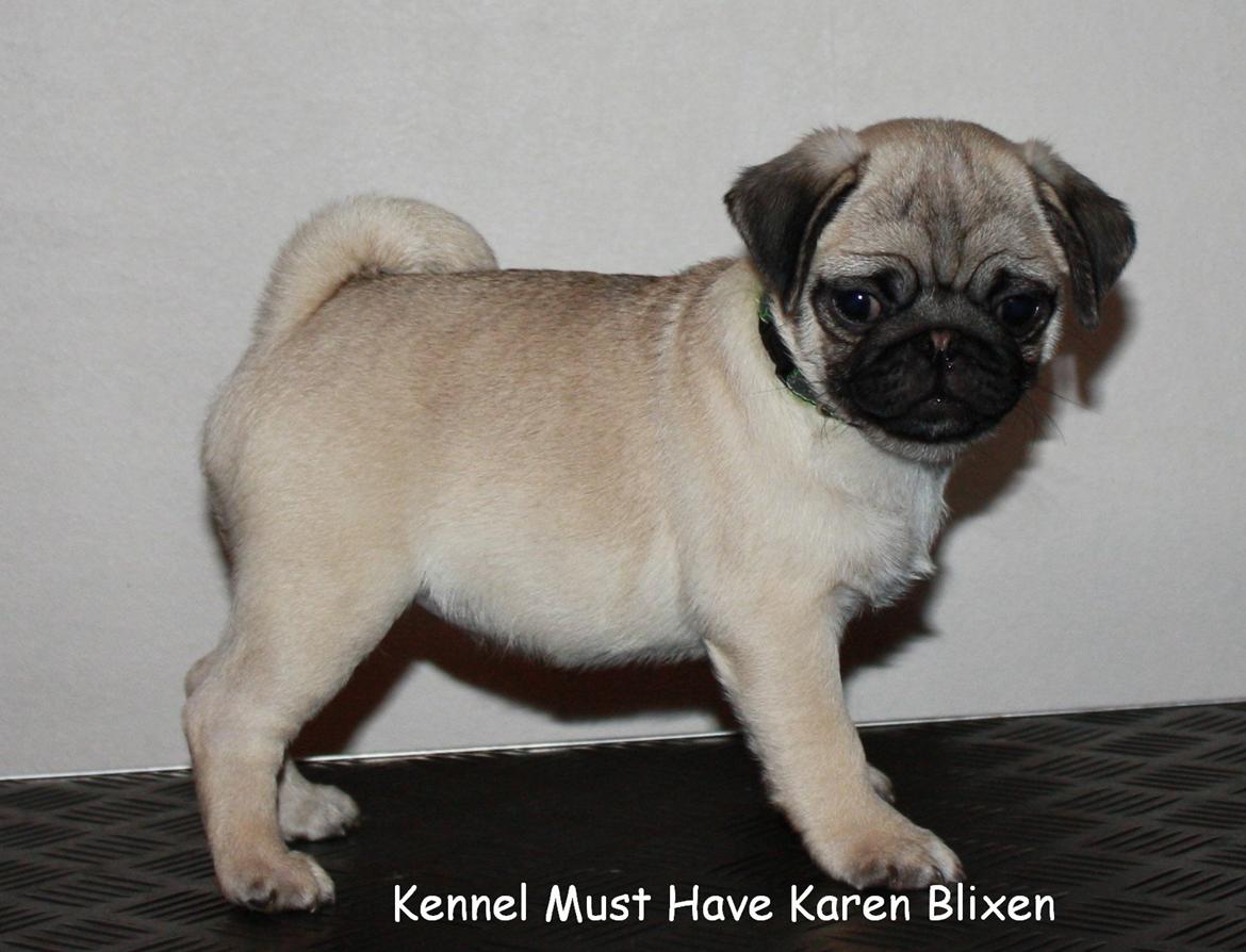 Mops Must Have Karen Blixen billede 12