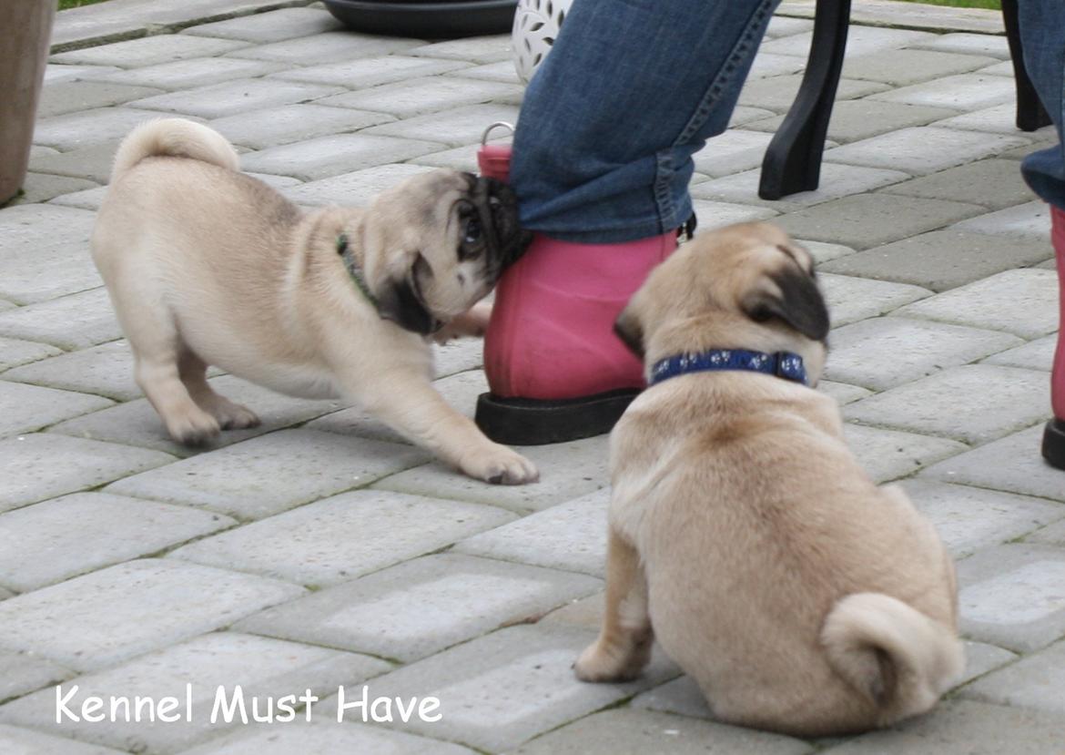 Mops Must Have Karen Blixen billede 13