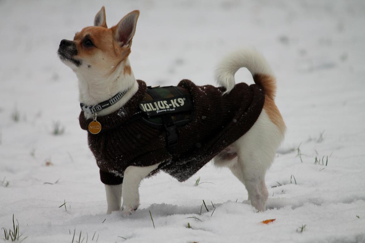 Chihuahua Milo - d. 5 december 2012 billede 6