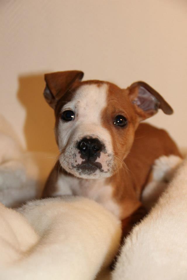 Staffordshire bull terrier Cody - You think dogs will not be in heaven?  I tell you, they will be there long before any of us - Cody 10 uger  ♥ billede 16