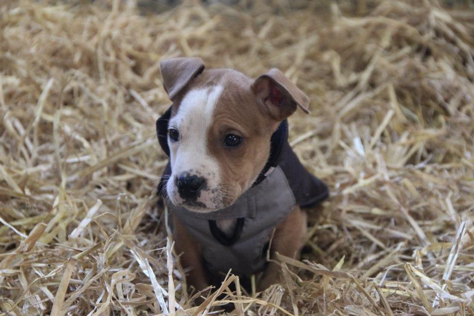 Staffordshire bull terrier Cody - Dogs are great. Bad dogs, if you can really call them that, are perhaps the greatest of them all - Cody 9 uger♥ billede 17