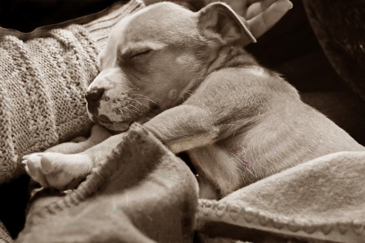 Staffordshire bull terrier Cody - Happiness is a warm puppy - Cody 8 uger ♥ billede 1