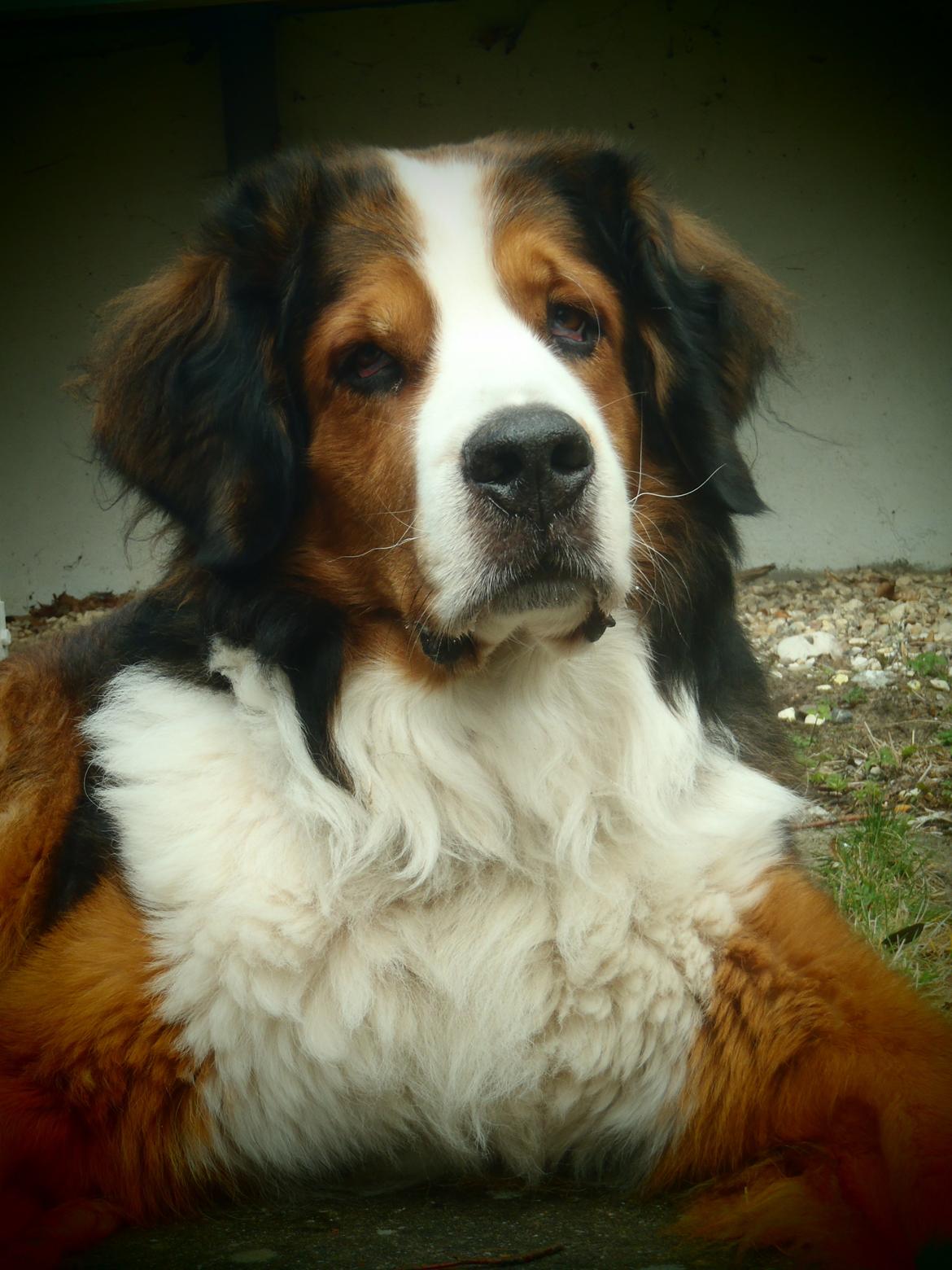 Blanding af racer Sofus R.I.P sept 2014 billede 16