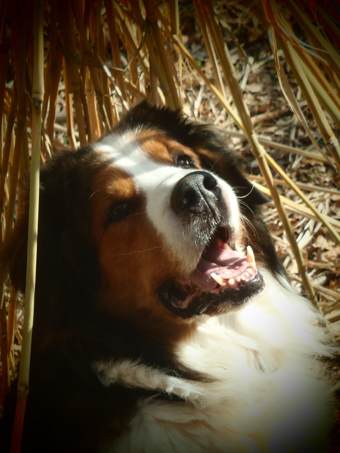 Blanding af racer Sofus R.I.P sept 2014 billede 17