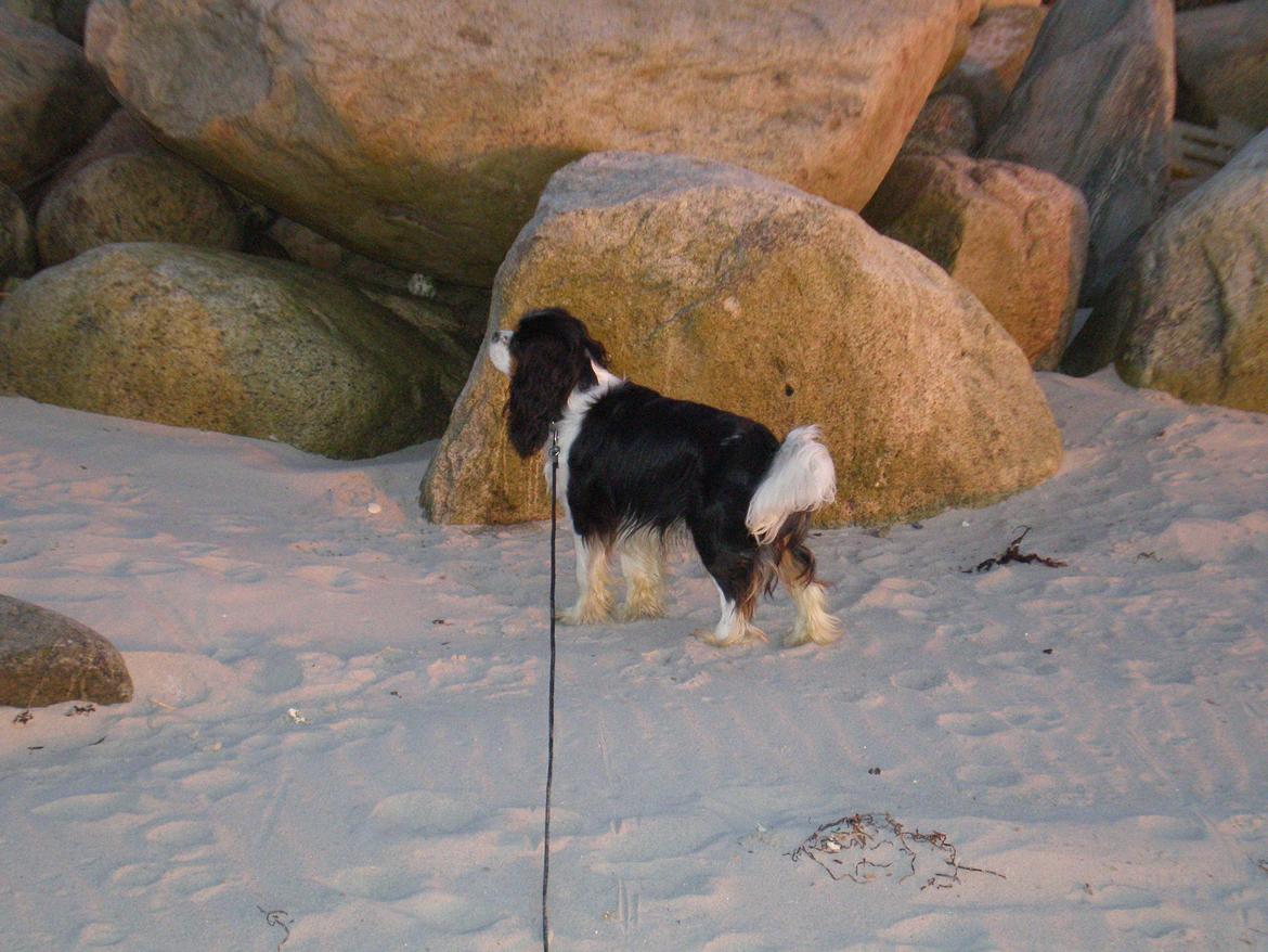 Cavalier king charles spaniel Funkel´s Lord Harley billede 16