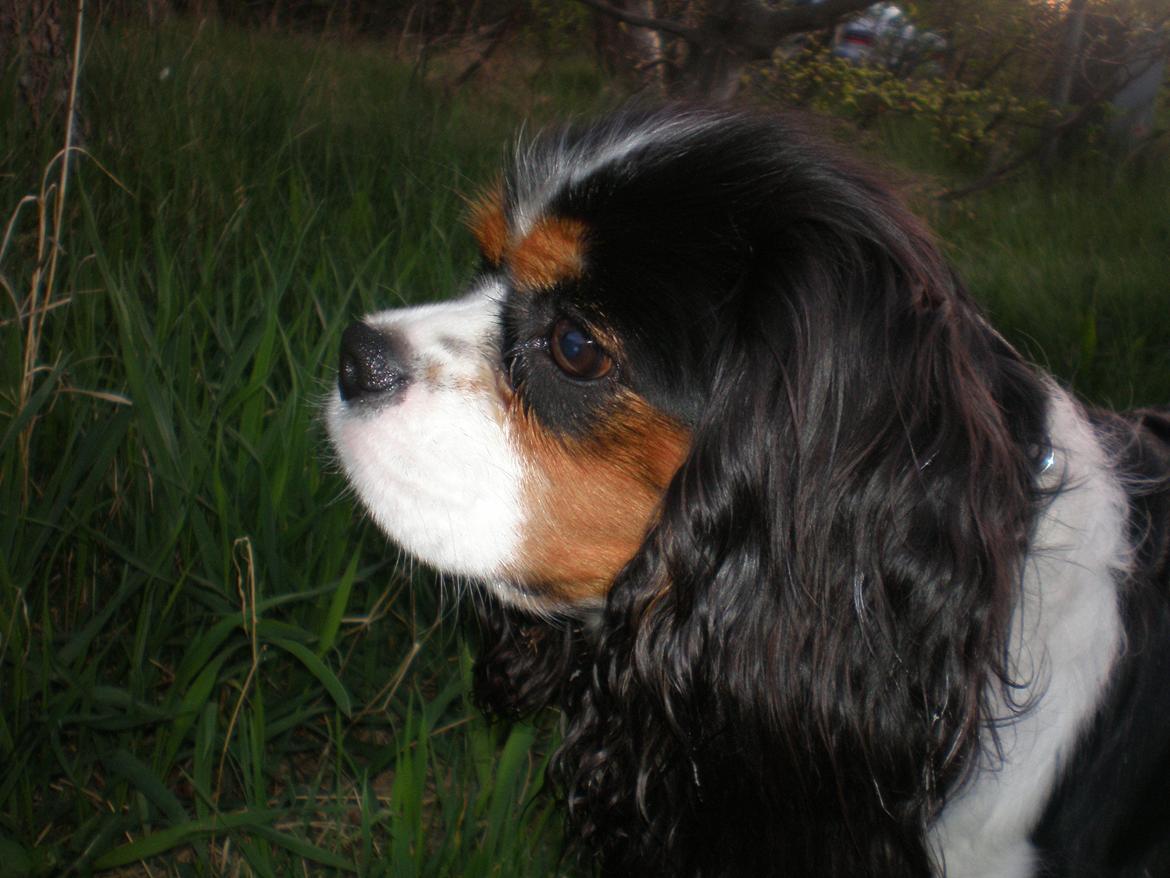 Cavalier king charles spaniel Funkel´s Lord Harley billede 17