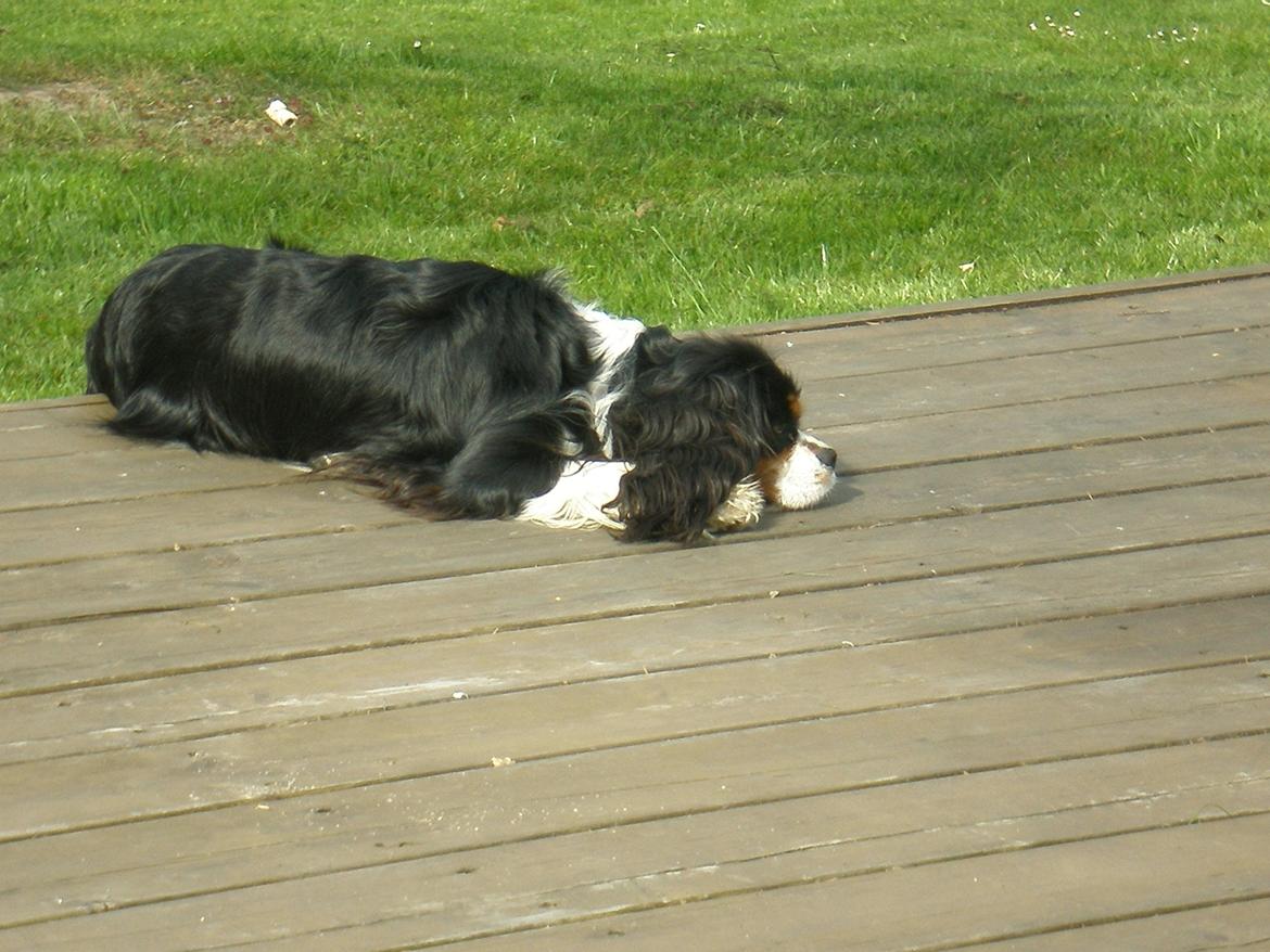 Cavalier king charles spaniel Funkel´s Lord Harley billede 18