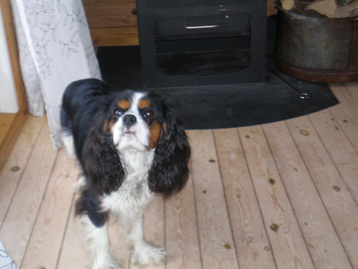 Cavalier king charles spaniel Funkel´s Lord Harley billede 19