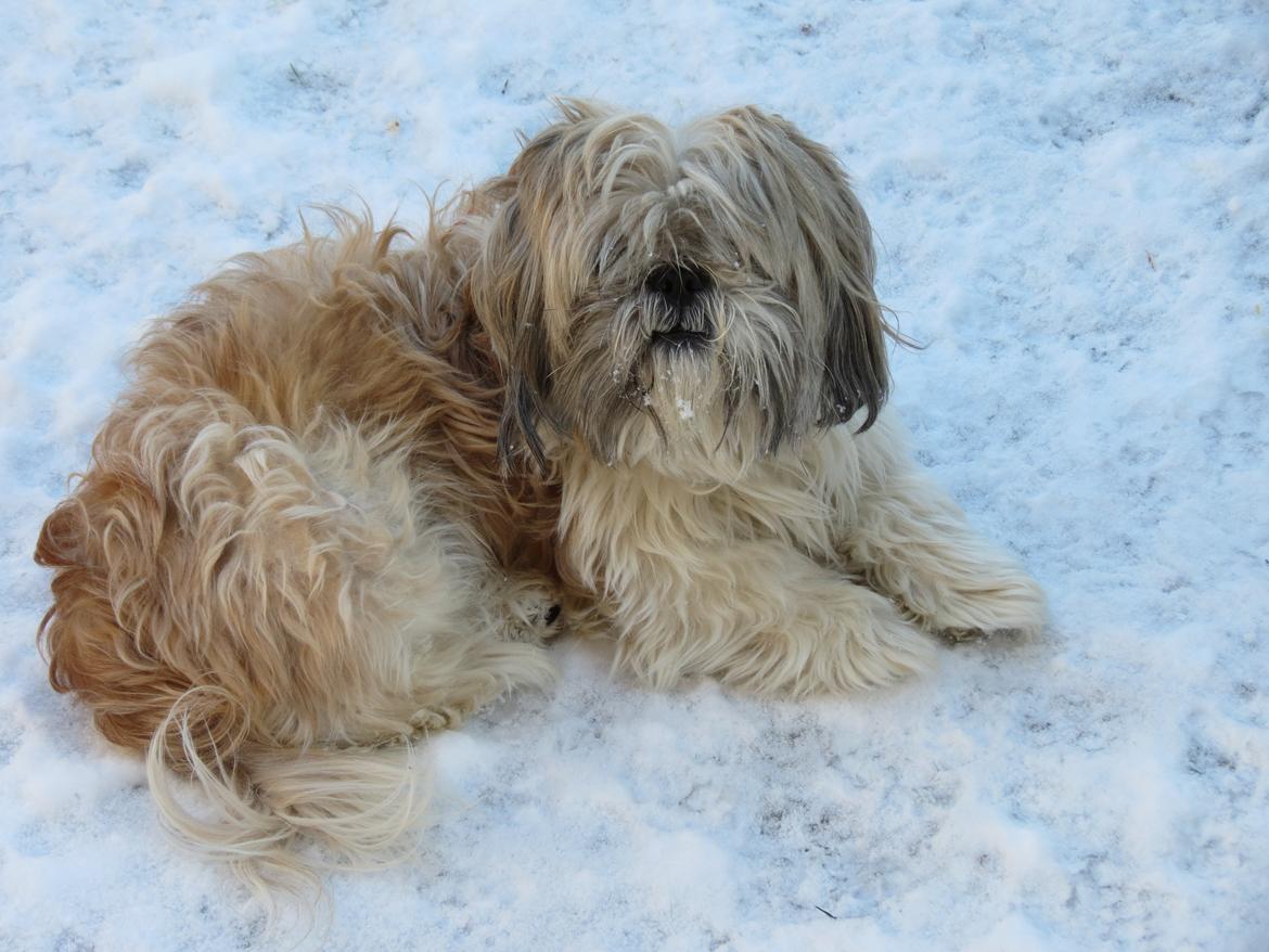 Shih tzu Max billede 3