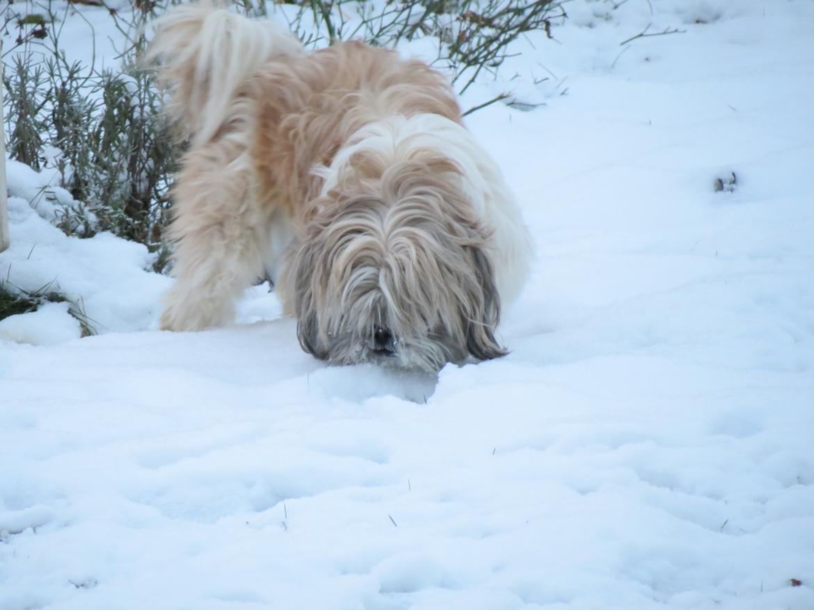 Shih tzu Max billede 2