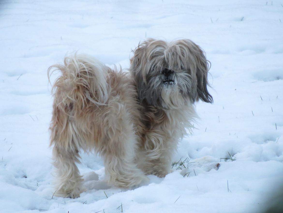 Shih tzu Max billede 1