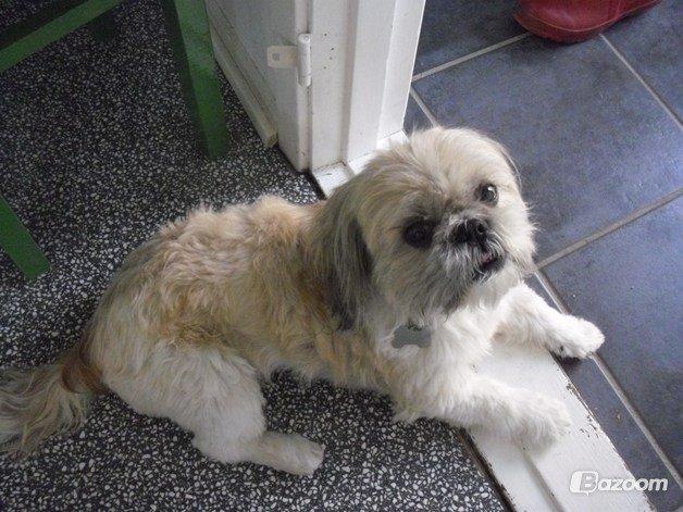 Shih tzu Max billede 6