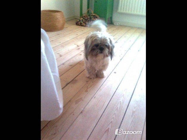 Shih tzu Max billede 7