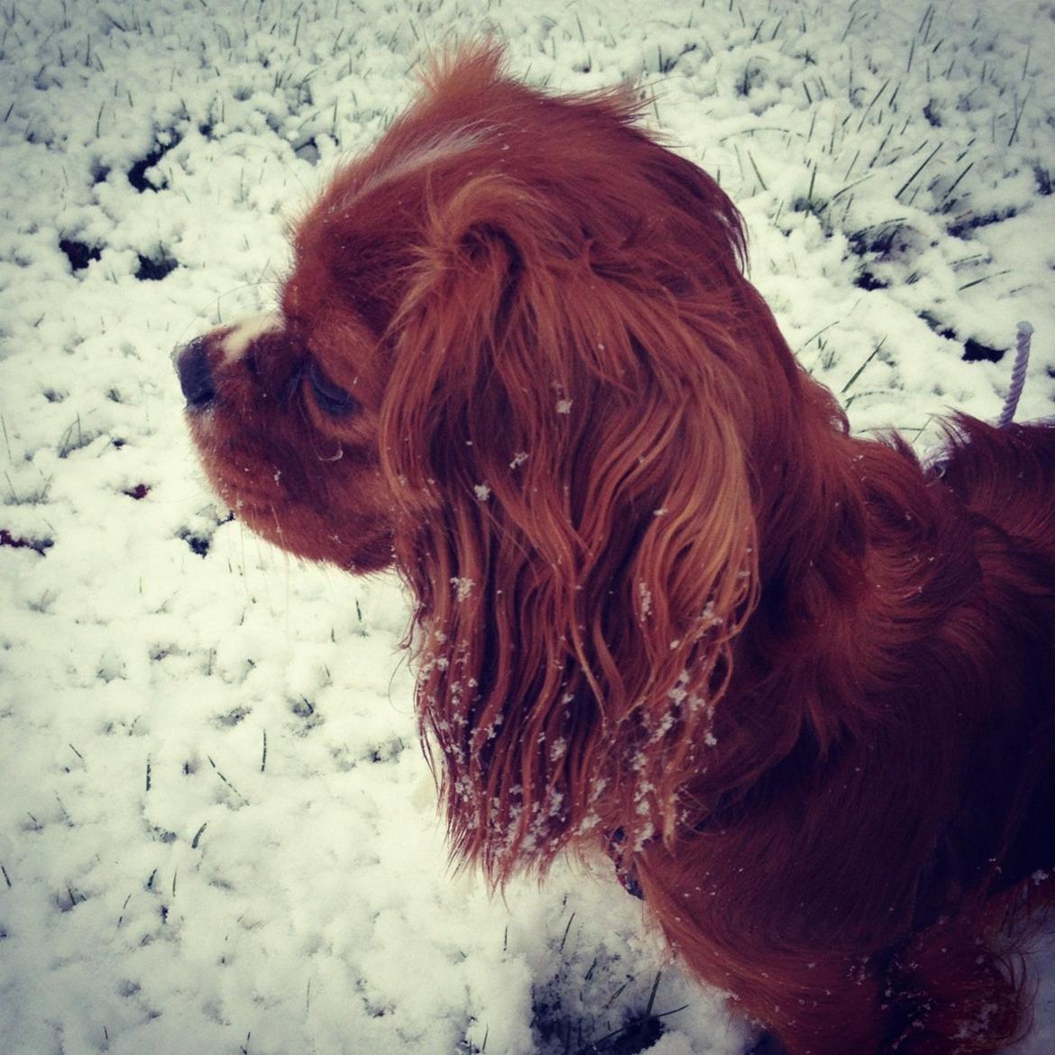 Cavalier king charles spaniel Silje - Silje i sneen 2012. billede 9
