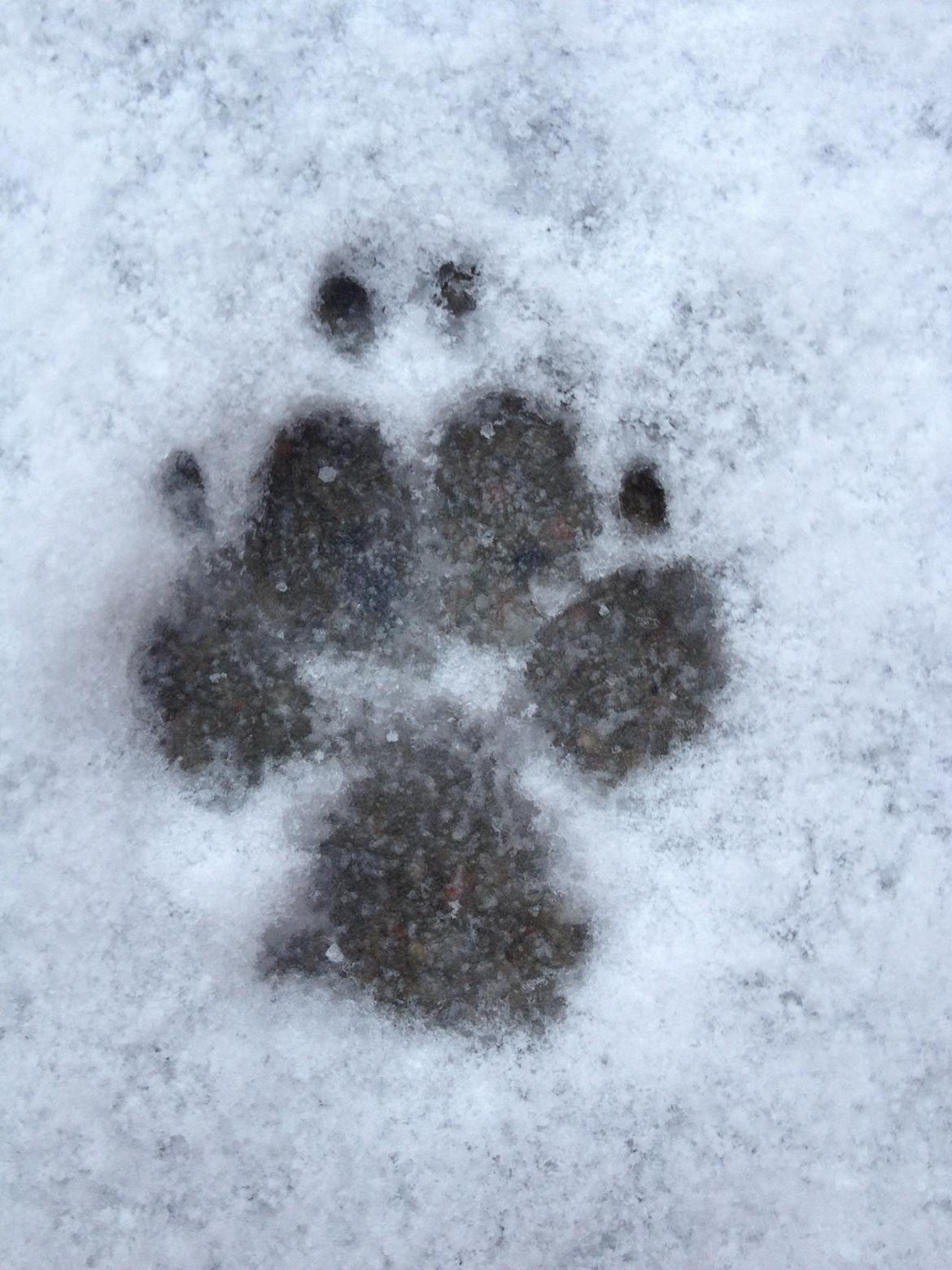 Cavalier king charles spaniel Silje - Silje - 1 år og 7 måneder <3
2012 billede 10