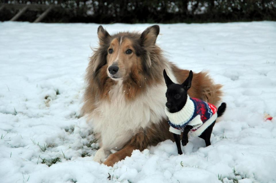 Blanding af racer Molly - Lassie & Molly :)  billede 22