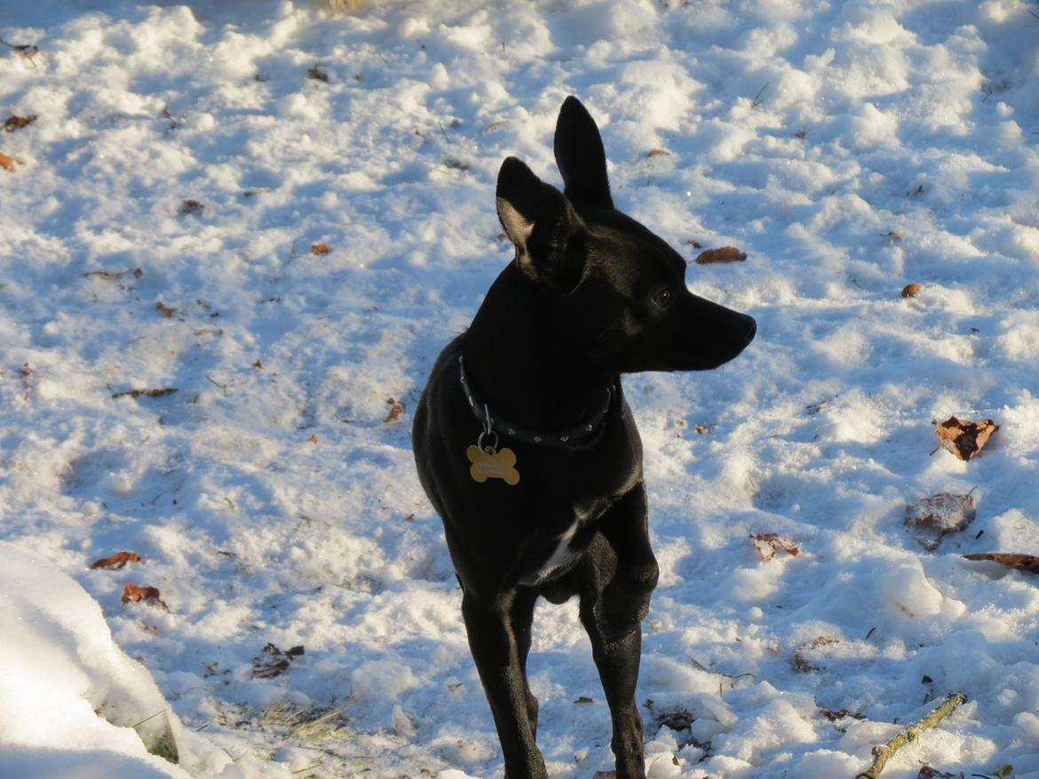 Blanding af racer Maze (min papfars) billede 2