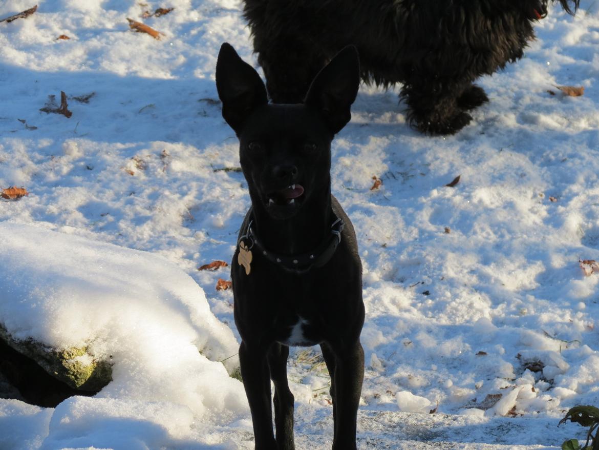 Blanding af racer Maze (min papfars) billede 3