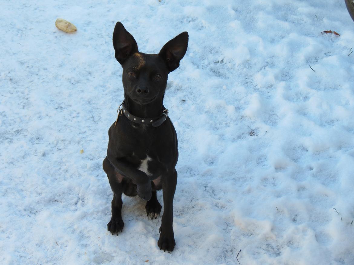 Blanding af racer Maze (min papfars) billede 4