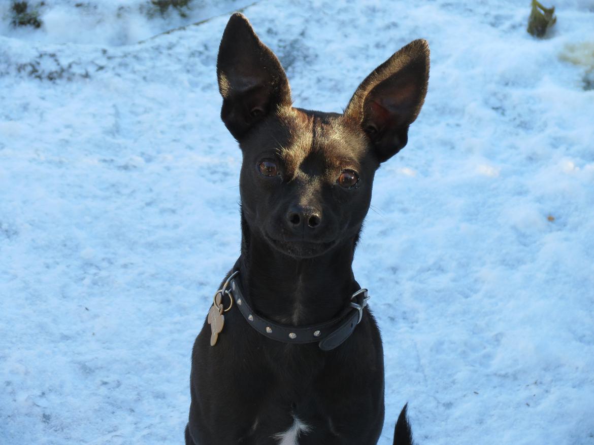 Blanding af racer Maze (min papfars) billede 5