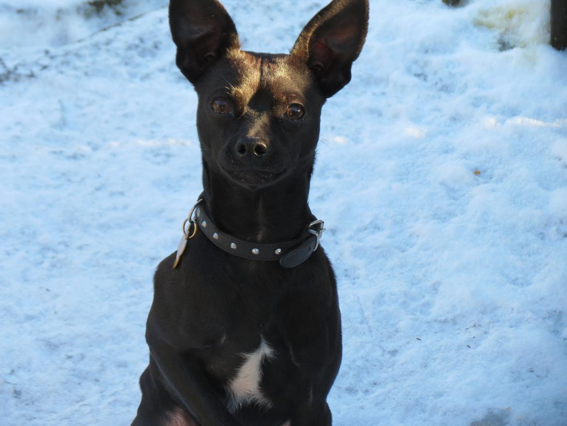 Blanding af racer Maze (min papfars) billede 1