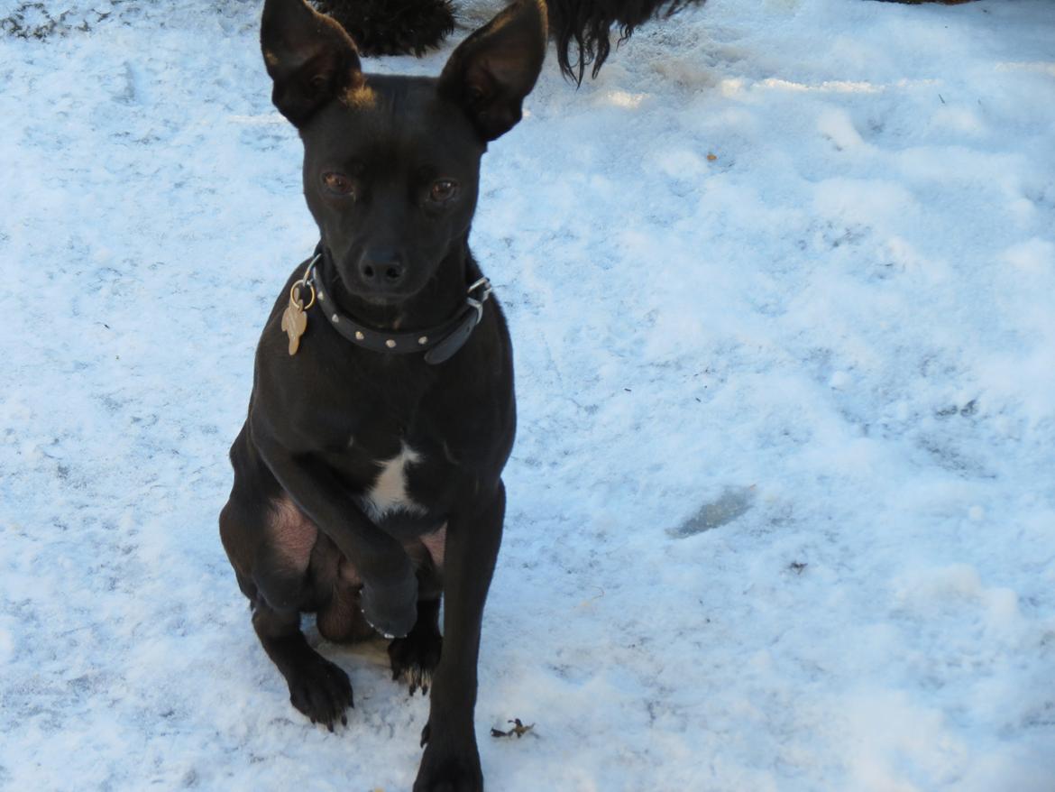 Blanding af racer Maze (min papfars) billede 6