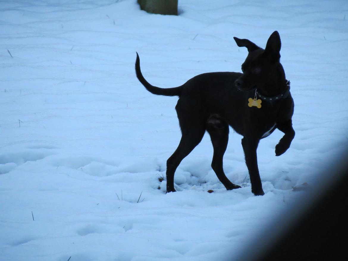 Blanding af racer Maze (min papfars) billede 7