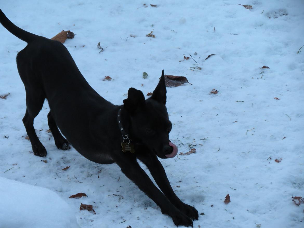 Blanding af racer Maze (min papfars) billede 8