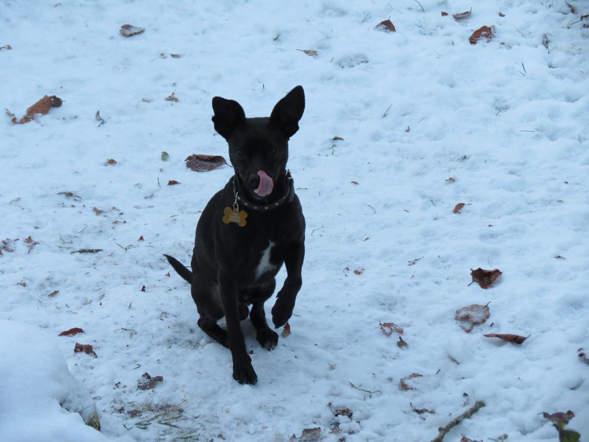 Blanding af racer Maze (min papfars) billede 9