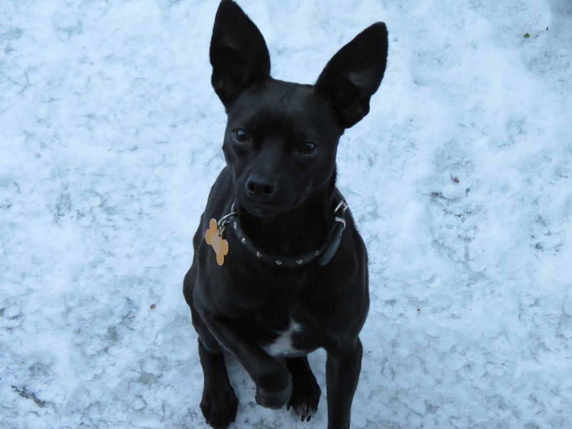 Blanding af racer Maze (min papfars) billede 10