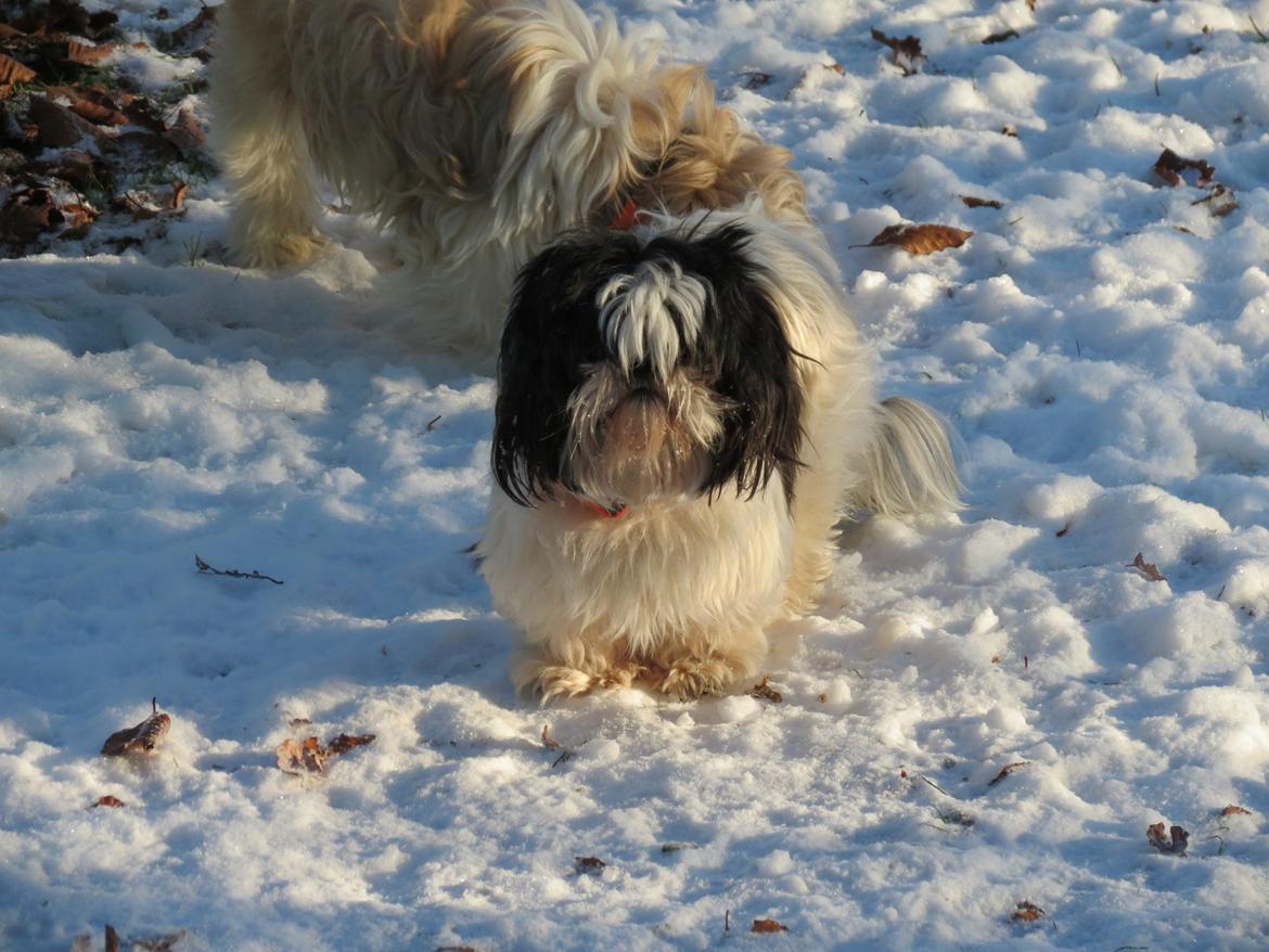 Shih tzu Berta (min) billede 1
