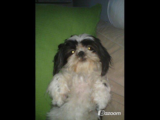 Shih tzu Berta (min) billede 2