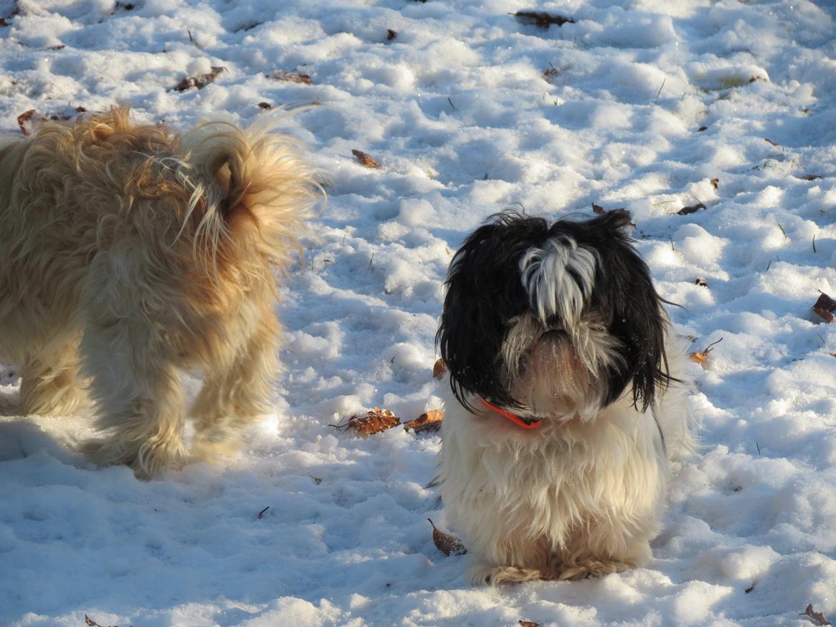 Shih tzu Berta (min) billede 3