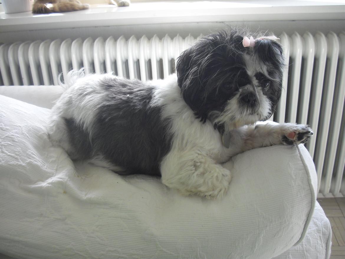Shih tzu Berta (min) billede 5