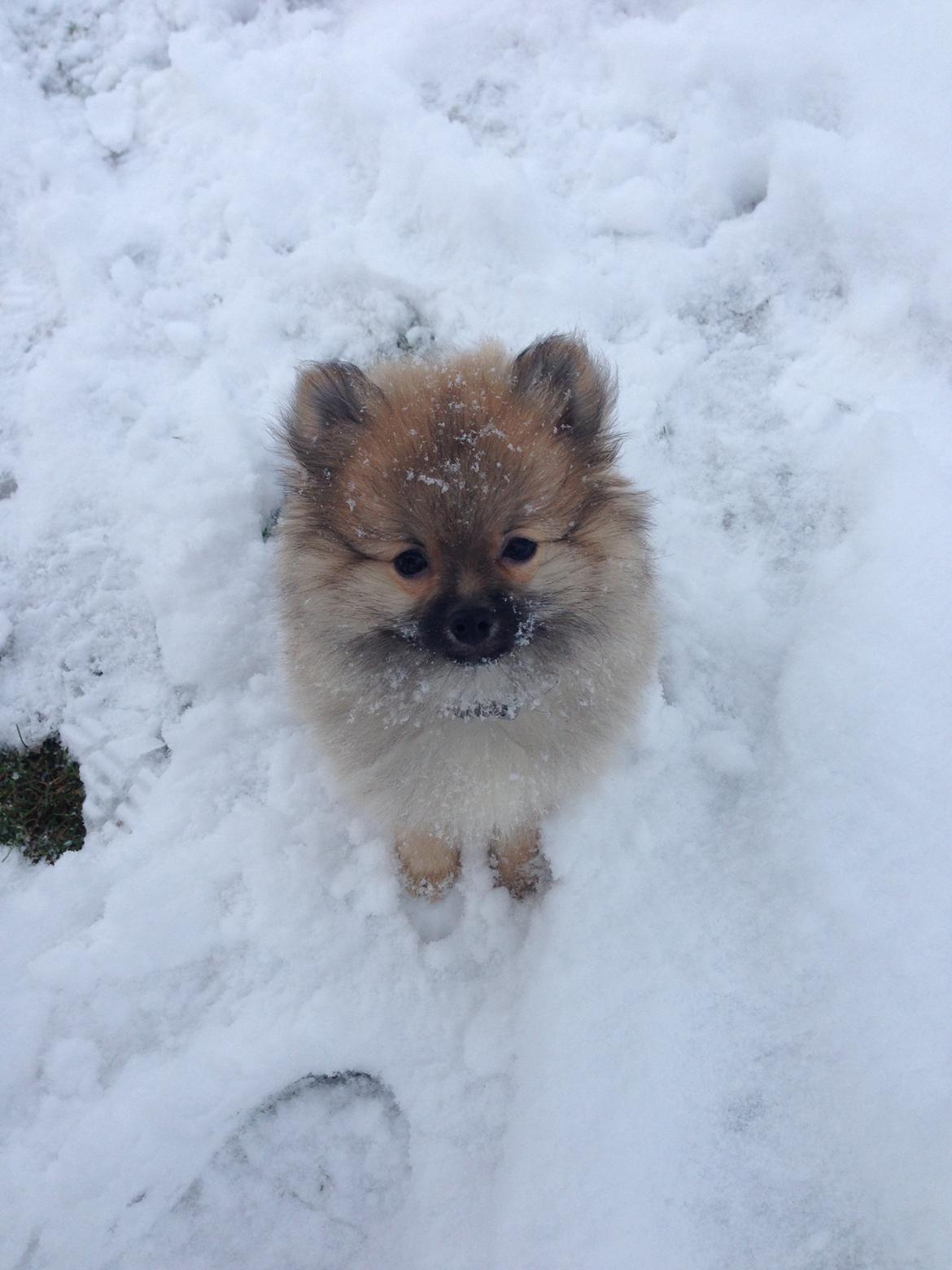 Pomeranian Chino - min første dag i sneen :0) billede 1