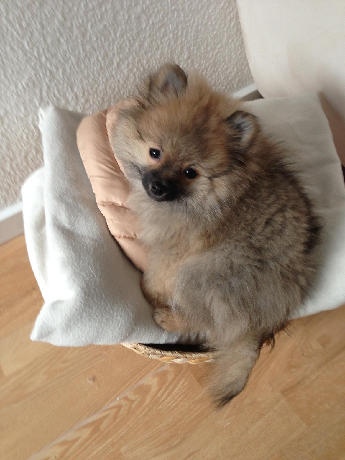 Pomeranian Chino - mit nye sovested <3 billede 2
