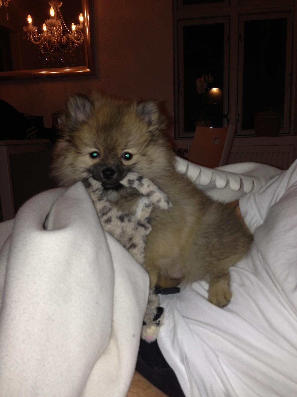 Pomeranian Chino - min yndlings godnat bamse inden jeg skal sove :0) billede 3