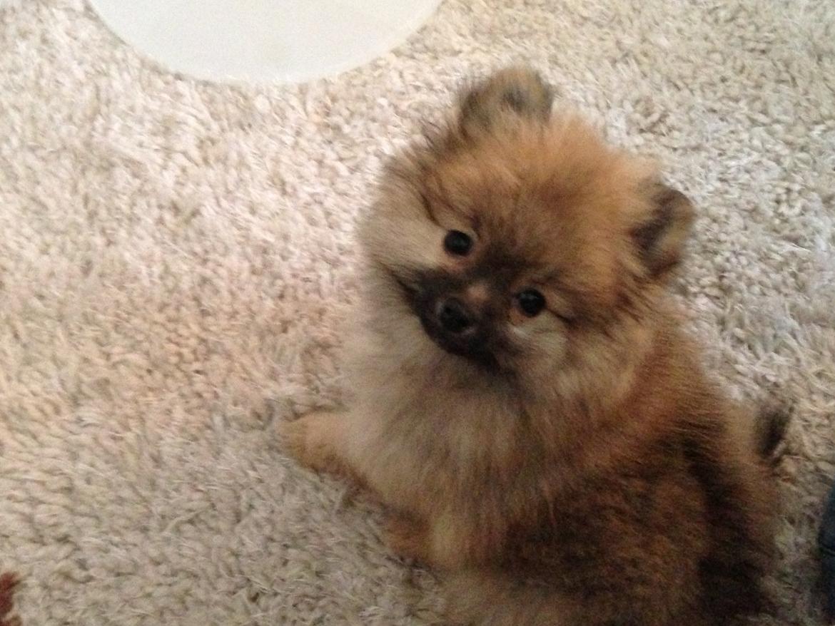 Pomeranian Chino billede 4