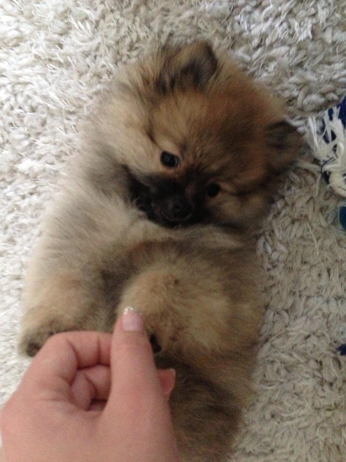 Pomeranian Chino - se hvor fræk jeg er! ;0) billede 5